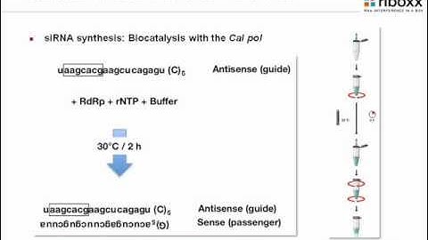 riboxx siRNA - Part 2 (RNAi)