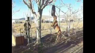 Jed Jumping Threw The Air