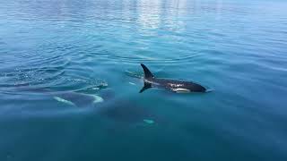 Japanese orcas are super fun by Orca channel 741 views 8 months ago 2 minutes, 54 seconds