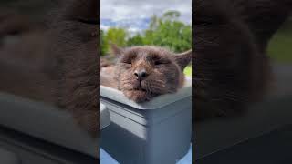 Thank You For All The Donations So Far For Our August Campaign Camping With The Ranch Cats