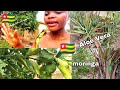 African village garden tour checkout some of the fruit vegetables and traditional medicine with me