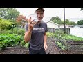 3 Homemade Sprays For Blight And Powdery Mildew That Work Better Than Store Bought 3 Homemade Sprays For Blight And Powdery Mildew That Work Better Than Store Bought