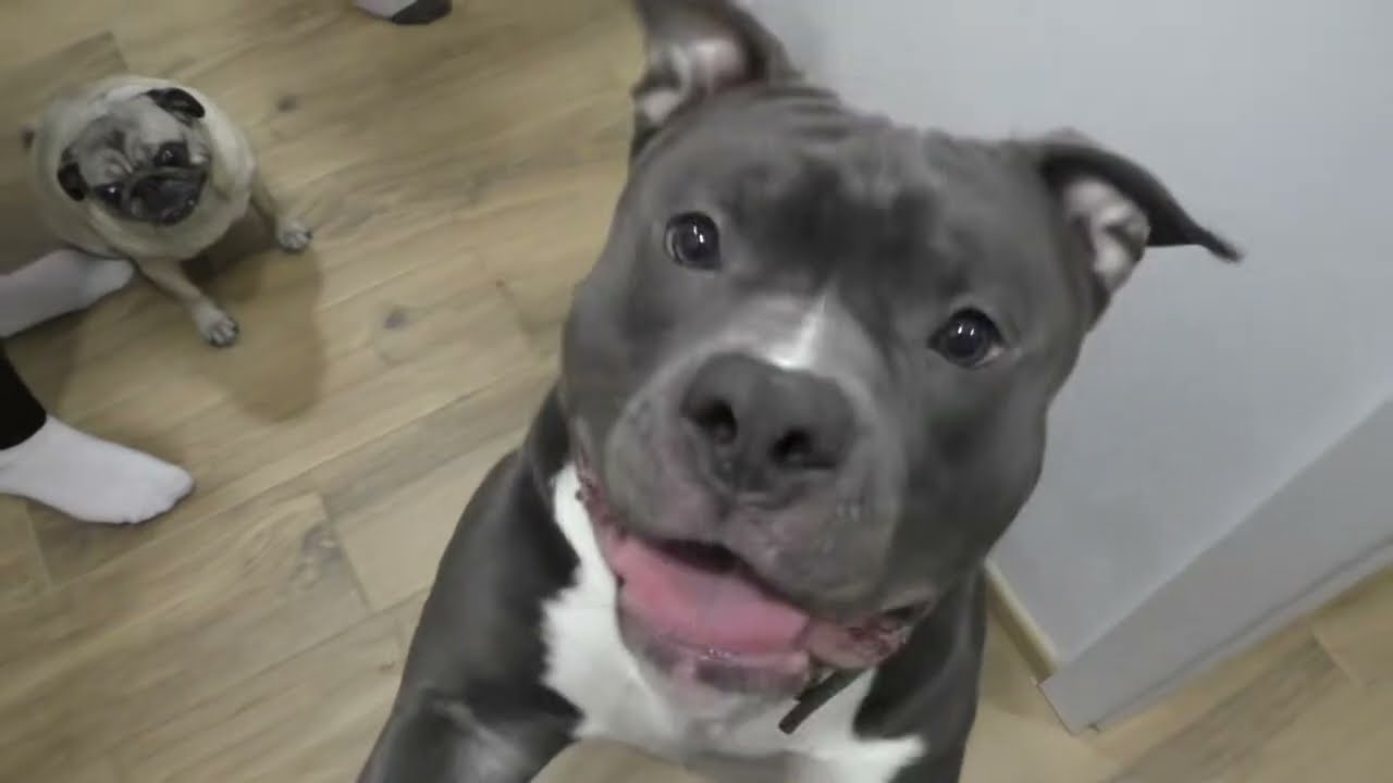 Video-návody na pomoc při výchově psů na kanále HeroHero