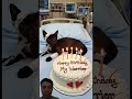 #happybirthday #funny #aiandcats #aicats #kitten #animalintelligence #cute #cat #cake