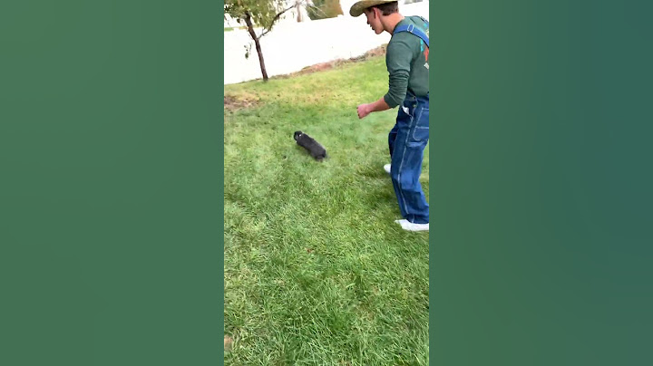 HOW TO CATCH A WILD RABBIT (No hands method) #shorts #rabbit