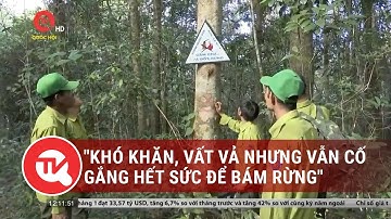 Tết của những người giữ rừng: "Khó khăn, vất vả nhưng vẫn cố gắng hết sức để bám rừng"