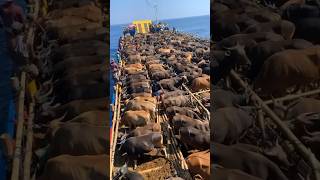 Why Are Millions of Cows Being Sent from India to Dubai for Eid al-Adha 😱 #dubai #shortsvideo