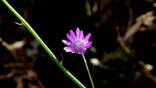 Dersim Ovacık Kepir Yaylası