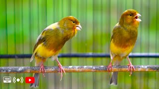 Canary Singing! Masteran dan Pancingan Kenari Gacor Panjang! Mampu Buat Kenari Muda Cepat Gacor