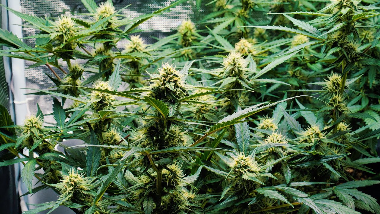 Mein Cannabis Anbau Woche 7 - sind diese Luftentfeuchter nutzlos? | Purple Skunk Auto