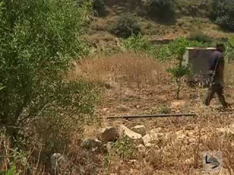 الفردوس المفقود في وادي قانا