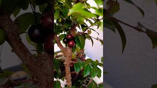 PODA DE CLAREAMENTO PRODUZ O ANO TODO 🍒🍒🍒 #hortas #vidanaroça #jaboyicada