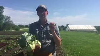 Unpacking the CSA Box - Episode 2