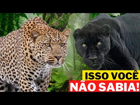 Vídeo: Leopardo africano: habitat, hábitos, descrição, caráter do animal