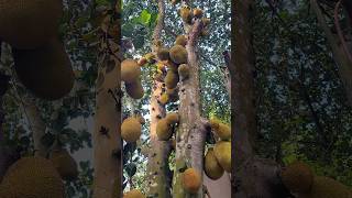 Jackfruit Tree..#jackfruit #jackfruittree #foryou #shorts#fruit #tree#jackfruitlovers #villagelife