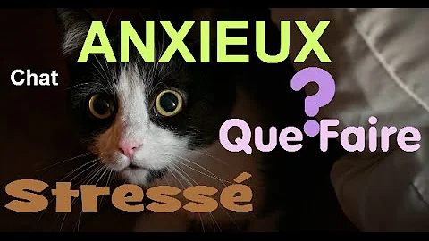 Pourquoi Mon Chat Se Bouffe Les Poils