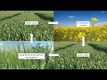 014 Crop rotation opportunities