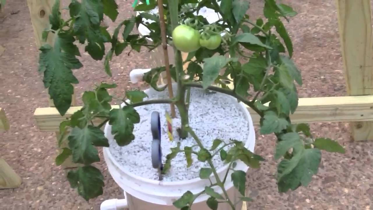 Planting Dutch Bucket Tomatoes 30 APR YouTube