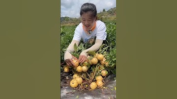 RT df9df9x1 mini rotary tillage and ridging all-in one tree 🌲 short view