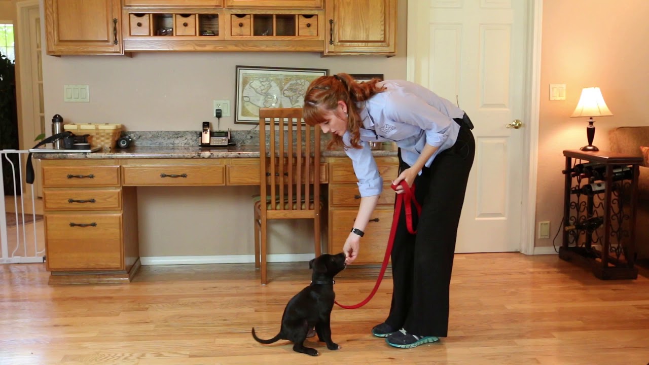 Behavior Training 45b   Teaching Sit Using Lure Reward