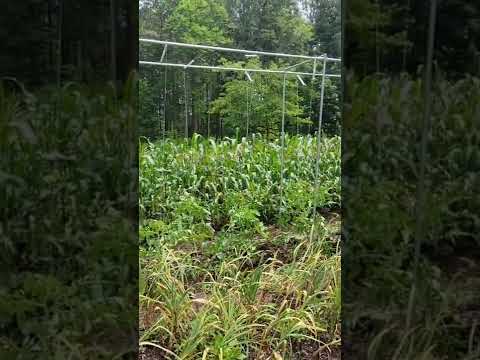 Video: Spaljeringstips för krukväxter – Hur man gör en spaljé för krukväxter