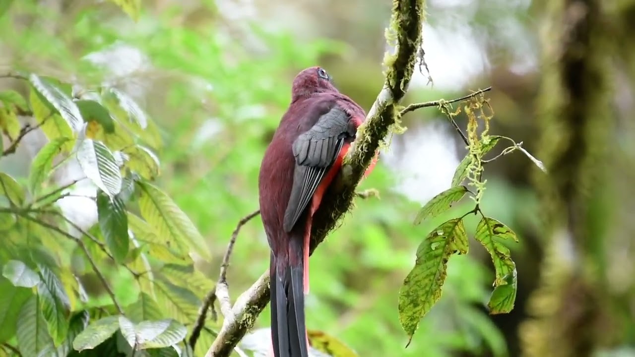 ward's Trogon East sikkim outskirts