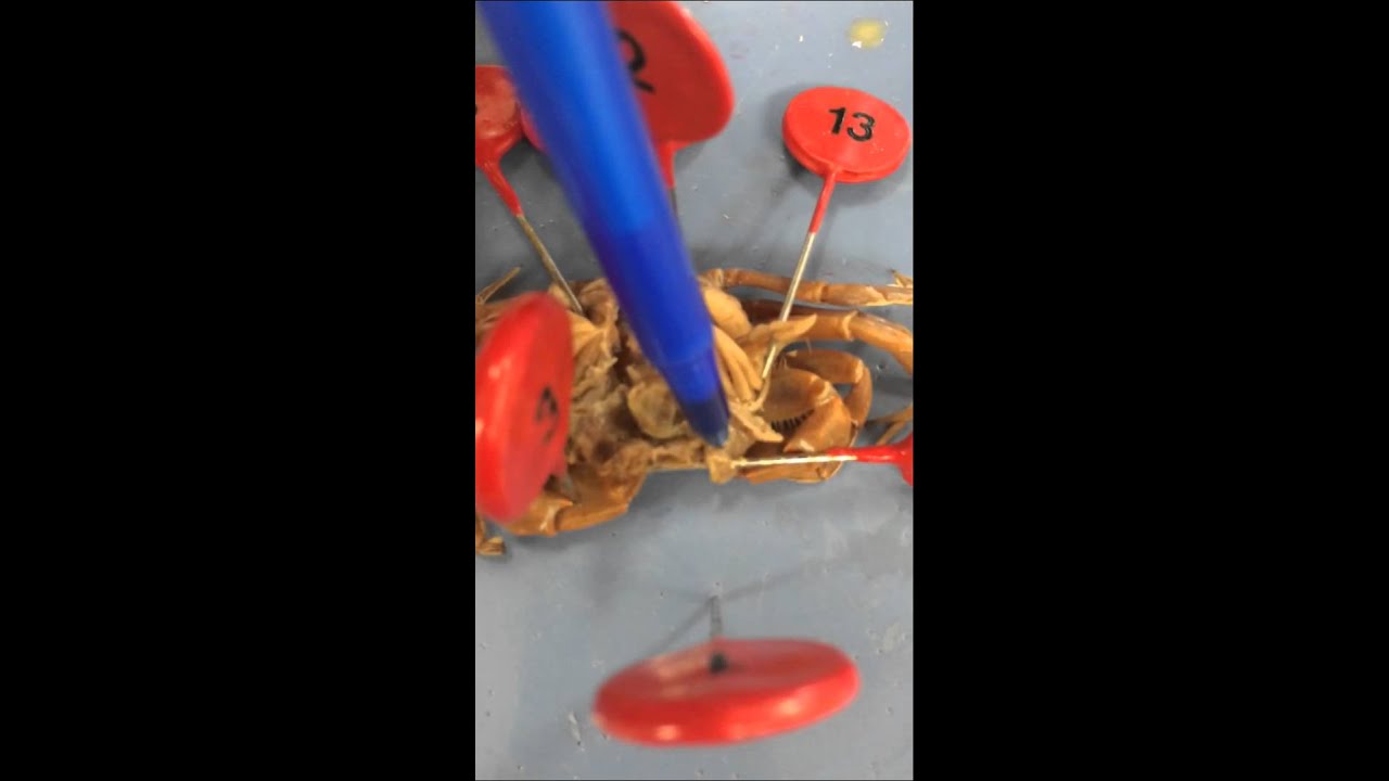 CRAB DISSECTION YouTube