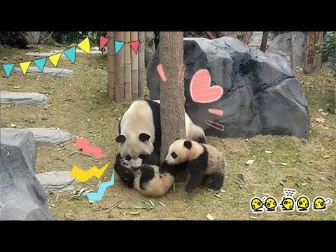 《熊貓早晚安》每一隻的寵愛都不會少 | iPanda