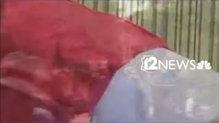 Thousands march in Valley No Kings protests