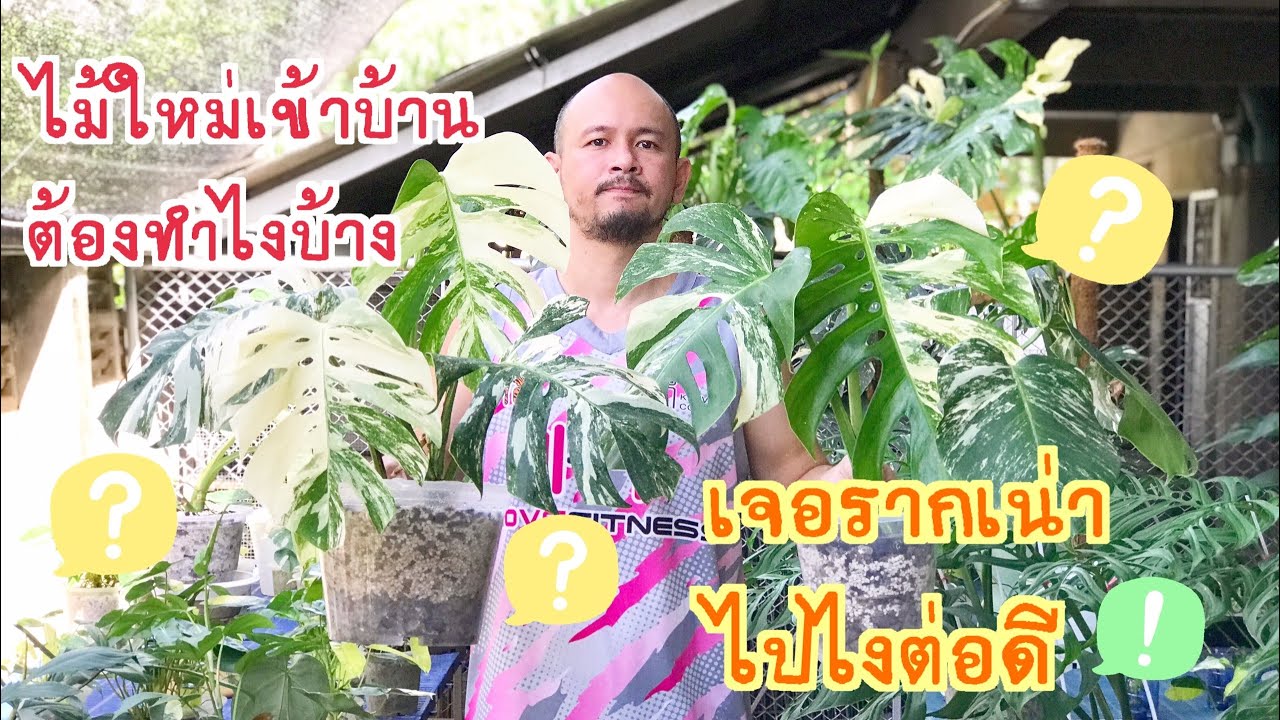 Monstera albo | ได้ไม้เข้าบ้านต้องทำอะไรบ้าง ปรับวัสดุปลูก ปัญหารากเน่าโลกแตก แก้ไวอะไรก็ง่าย