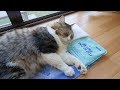 アイス枕で涼むボス猫