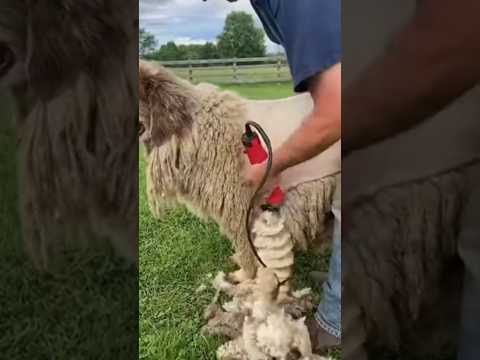 Clipping A Dog S Fur With A Machine
