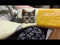 アイスが冷たくて可愛い🩷過ぎる子猫#子猫#猫#cat
