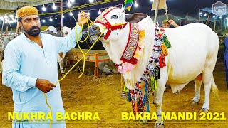 Atang Cow - Cow Mandi 2021 - Cattle Farm - Mandi 2021 - Cholistani -  Nukra Bachra