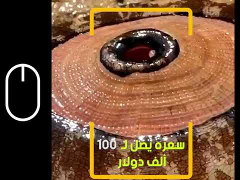 حيوان بطلينوس ثقب المفتاح العملاق سعره 100 ألف دولار ويشفي أي مرض بنسبة 100 السرطان وغيره