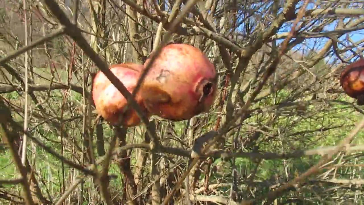 GRANATNO JABOLKO iz mojega sadovnjaka na območju Posavja, sadike dobite v drevesnici Rast Baznik