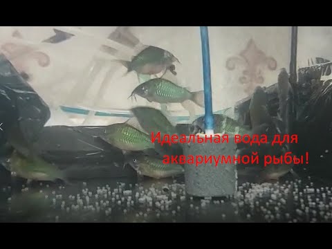 Идеальная вода для любой аквариумной рыбы.