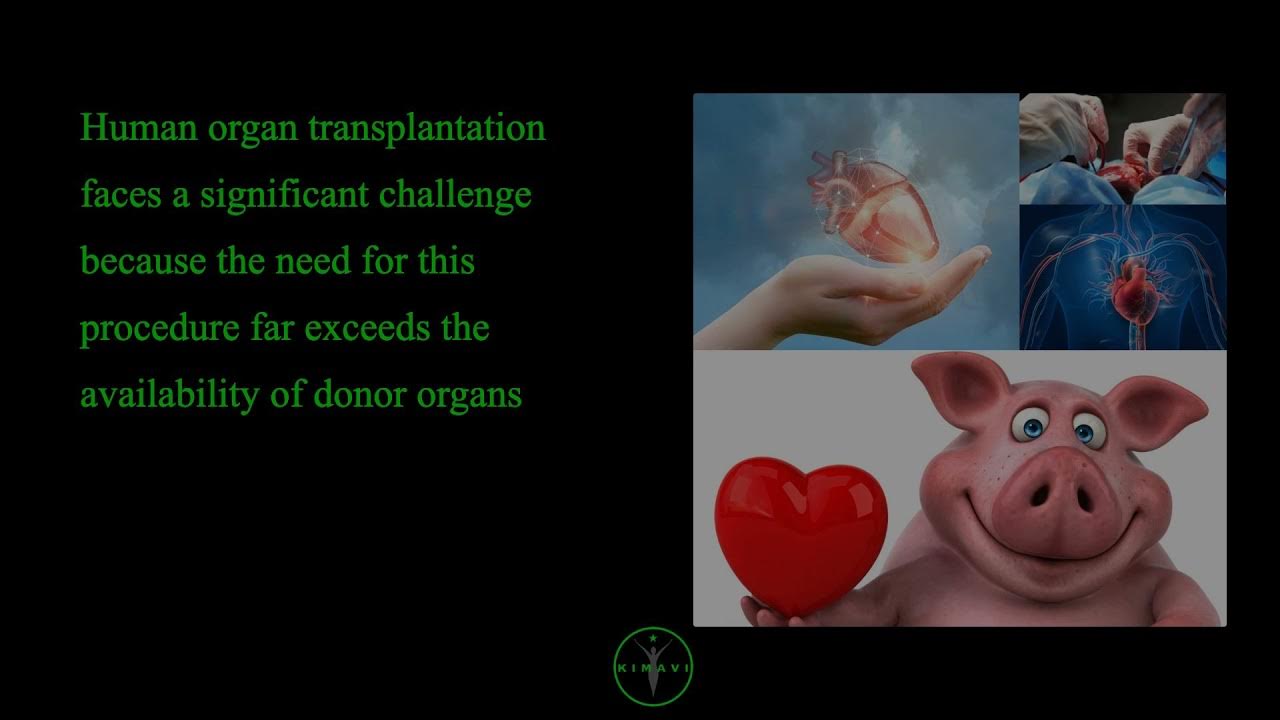 What is Human Xenotransplantation? Can you live with a pig heart? Learn