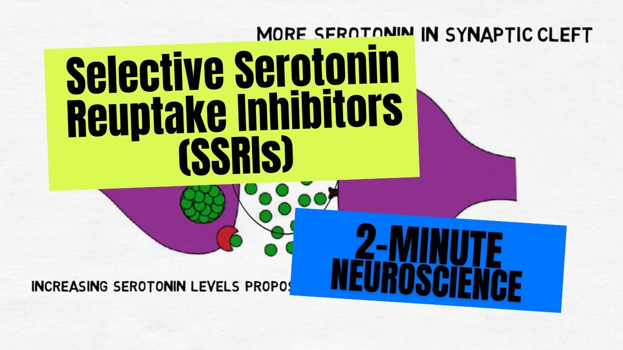⁣2-Minute Neuroscience: Selective Serotonin Reuptake Inhibitors (SSRIs)