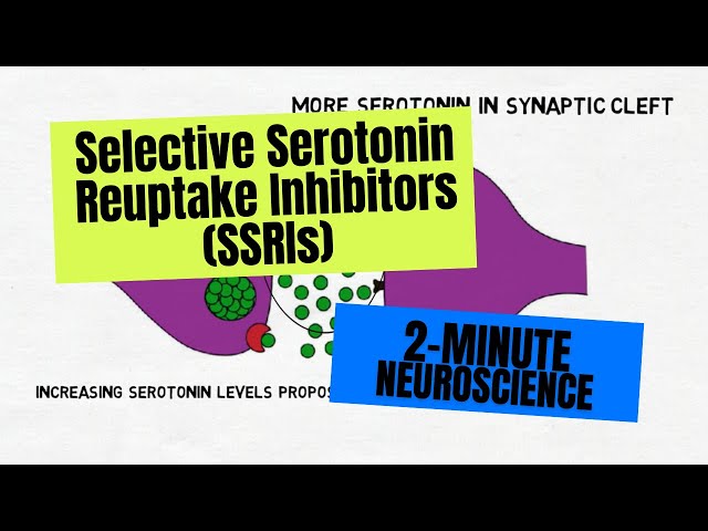 2-Minute Neuroscience: Selective Serotonin Reuptake Inhibitors (SSRIs) class=