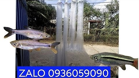 Cung cấp lưới cá lòng tong, lưới cá cơm, lưới cá bóng suối, Lưới cá lìm kìm. Lưới cá kèo.0936059090