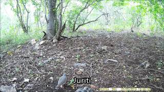 Preá Com Filhote, Juriti Alimentando Filhotão, Inhambu, Punaré