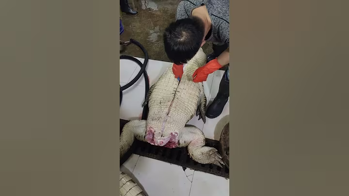 A large crocodile weighing several hundred kilograms #crocodile #high end ingredients #shipping nati