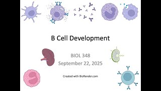 Immunology Fall 2025: Lecture 12 B cell Development
