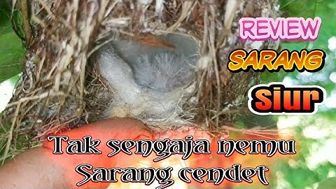 Review Sarang Remetuk laut#Mala Menemukan Sarang Cendet