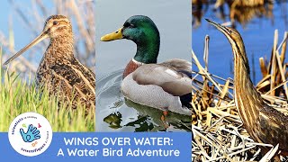 Wings Over Water: A Water Bird Adventure