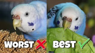 BEST and WORST Budgie Foods