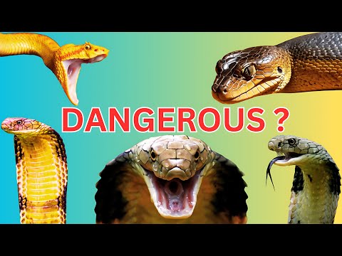 What Are the Most Poisonous Snakes on the Planet and How Dangerous Can They Be?  #wildlife #reptiles