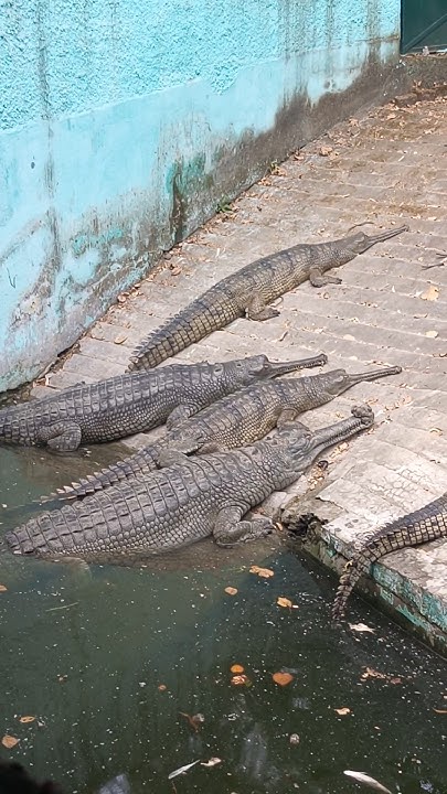 Gharial | घड़ियाल crocodile Reptiles large giant #gharial #crocodile #