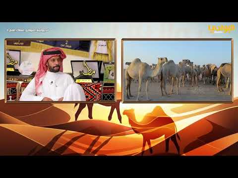 برنامج ديوانية البوادي لملاك الإبل الحلقة 19